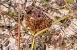 Fragrant flatsedge